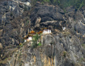 Bhutan pine tree- and house